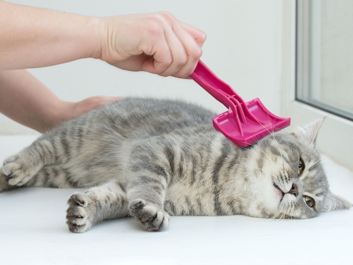 Mercato pet food e pet care: meno effetto prezzo, più valore Mercato pet food e pet care: meno effetto prezzo, più valore