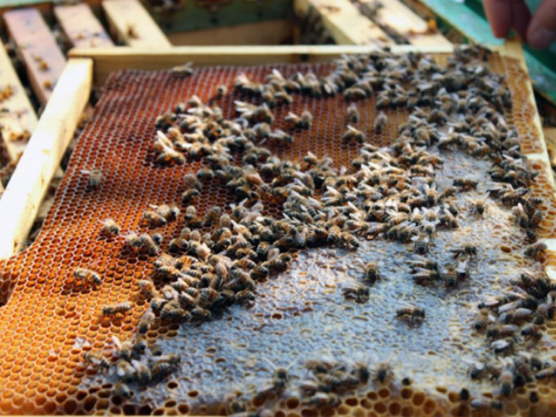 Fattoria Scaldasole sostiene il progetto “Bee my Future” - Distribuzione Moderna Fattoria Scaldasole sostiene il progetto “Bee my Future” - Distribuzione Moderna