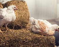 Eataly ottiene la conformità agli standard in allevamento dello European Chicken Commitment Eataly ottiene la conformità agli standard in allevamento dello European Chicken Commitment