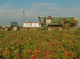 Casalasco chiude la campagna del pomodoro con 880.000 tonnellate e un incremento del 10% sul 2025 Casalasco chiude la campagna del pomodoro con 880.000 tonnellate e un incremento del 10% sul 2025