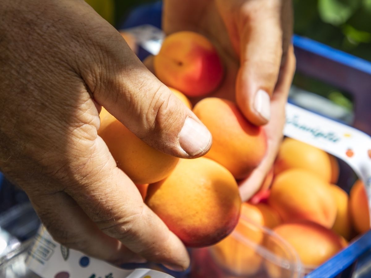 Orogel Fresco consolida la crescita e accelera sull’espansione Orogel Fresco consolida la crescita e accelera sull’espansione