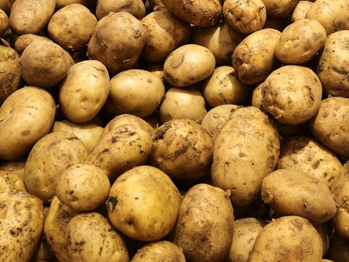 Patata del Fucino Igp chiude la campagna 2025-2026 con liquidazioni record a 28 euro/quintale Patata del Fucino Igp chiude la campagna 2025-2026 con liquidazioni record a 28 euro/quintale