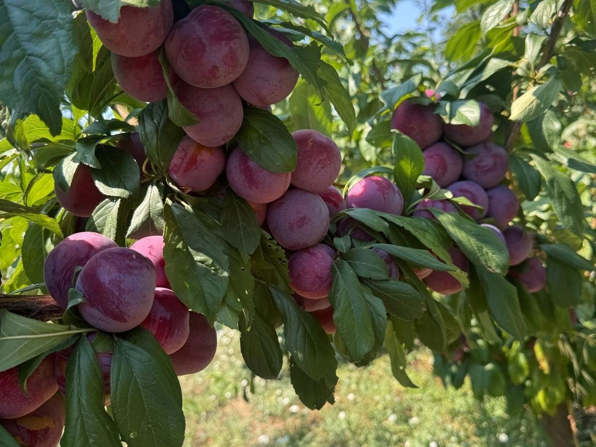 Op Kiwi Sole traccia un bilancio sulla campagna estiva della frutta a nocciolo Op Kiwi Sole traccia un bilancio sulla campagna estiva della frutta a nocciolo