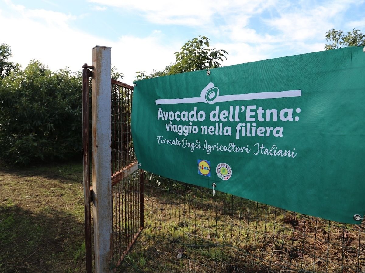 Lidl Italia in collaborazione con Filiera Agricola Italiana punta sull’avocado siciliano Lidl Italia in collaborazione con Filiera Agricola Italiana punta sull’avocado siciliano