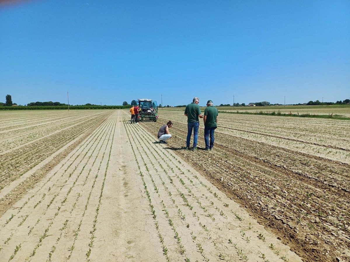 Innova.Orto: al via il progetto triennale per rendere l’orticoltura più sostenibile Innova.Orto: al via il progetto triennale per rendere l’orticoltura più sostenibile