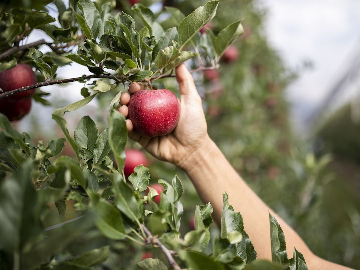 Vog e Gallo Rosso: collaborazione per promuovere il meglio dell’Alto Adige Vog e Gallo Rosso: collaborazione per promuovere il meglio dell’Alto Adige