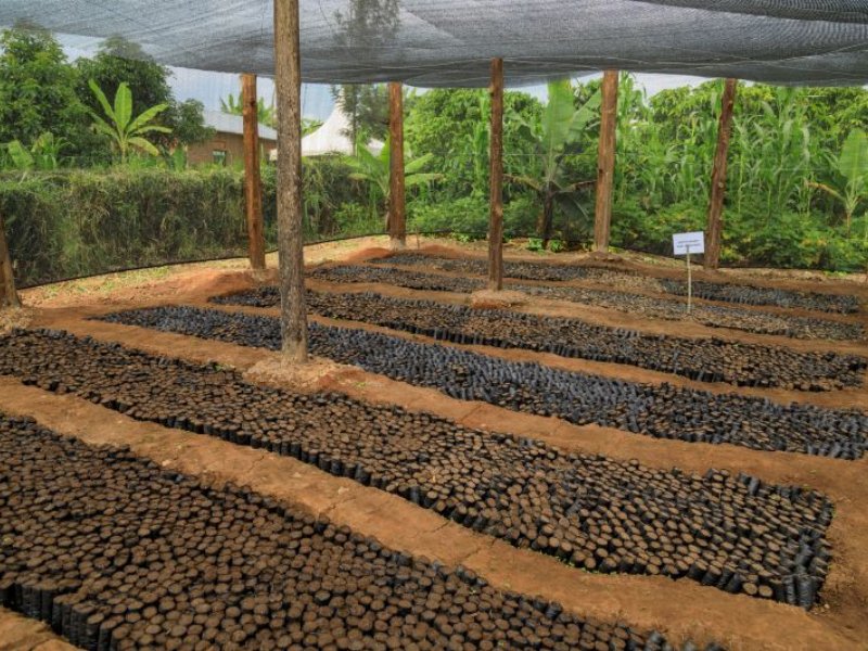 Caffè Borbone e Ofi avviano il progetto Mwanyi in Uganda per una filiera del caffè più inclusiva Caffè Borbone e Ofi avviano il progetto Mwanyi in Uganda per una filiera del caffè più inclusiva