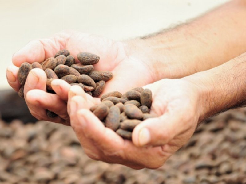 Il cacao del cioccolato Ritter Sport è ora tracciabile al 100%  Il cacao del cioccolato Ritter Sport è ora tracciabile al 100%