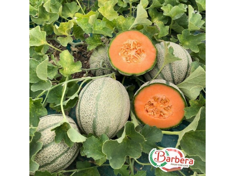 Partita la stagione del melone retato Barbera - Distribuzione Moderna Partita la stagione del melone retato Barbera - Distribuzione Moderna