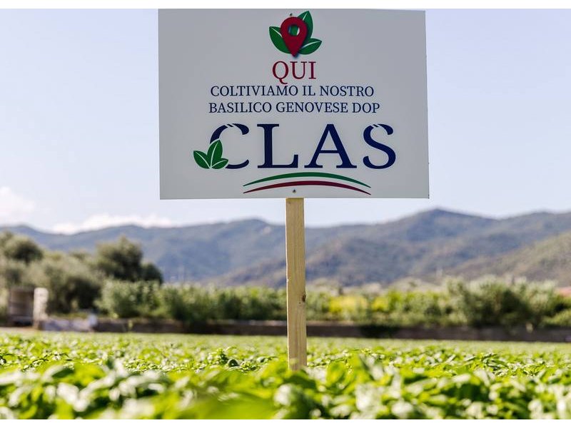 Acquisizione al pesto per Gruppo La Doria, che si mangia Clas di Imperia Acquisizione al pesto per Gruppo La Doria, che si mangia Clas di Imperia