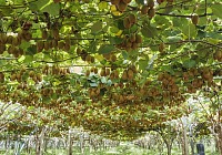 Zespri presenta i risultati del progetto Kvds per contrastare la morìa del kiwi