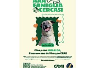 Crai insieme a Fondazione Cave Canem Ets per sostenere i cani in cerca di famiglia Crai insieme a Fondazione Cave Canem Ets per sostenere i cani in cerca di famiglia