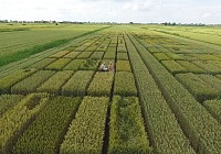 Molino Rachello è il secondo molino in Europa a ottenere ufficialmente la certificazione B Corp Molino Rachello è il secondo molino in Europa a ottenere ufficialmente la certificazione B Corp