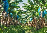 Fyffes punta a integrare l Fyffes punta a integrare l