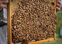 Conapi: il primo bilancio di sostenibilità porta dentro la filiera del miele