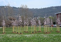 Italmark e Comune di Brescia: 1.400 nuovi alberi per la città entro il 2034