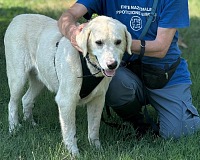 Lidl promuove nei suoi store la colletta alimentare per i cani e i gatti dei rifugi dell Lidl promuove nei suoi store la colletta alimentare per i cani e i gatti dei rifugi dell