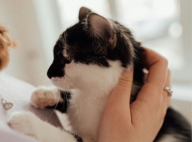 Sanicat sul "cat parenting": per 7 italiani su 10 il proprio gatto è un membro di famiglia Sanicat sul "cat parenting": per 7 italiani su 10 il proprio gatto è un membro di famiglia