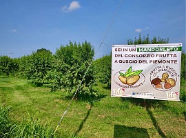 Life prosegue la scommessa delle noci e mandorle piemontesi e avvia il nuovo raccolto Life prosegue la scommessa delle noci e mandorle piemontesi e avvia il nuovo raccolto