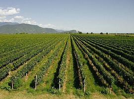 Cantina Tollo Group acquista 133 nuovi ettari e amplia la base sociale