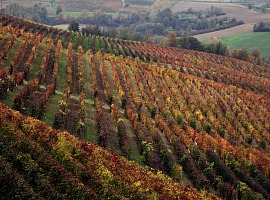 Ferraris Agricola fatturato +6% e vendite di Ruchè +15% nel primo semestre 2026