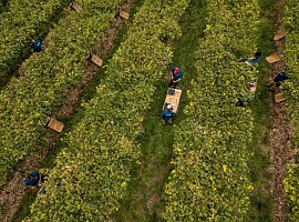 Gruppo Masi: vendemmia 2026 nettamente precoce e complessa, ma con uve di buona qualità Gruppo Masi: vendemmia 2026 nettamente precoce e complessa, ma con uve di buona qualità
