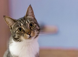 3° Barometro Felino di Sanicat: oltre il 60% dei gatti in Italia arriva da salvataggi o adozioni 3° Barometro Felino di Sanicat: oltre il 60% dei gatti in Italia arriva da salvataggi o adozioni
