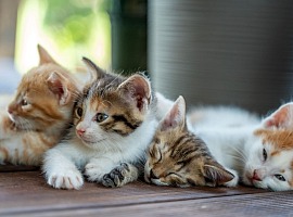 Mondo pet, i consumatori controllano la qualità. L'offerta si rinnova Mondo pet, i consumatori controllano la qualità