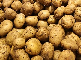 Patata del Fucino Igp chiude la campagna 2025-2026 con liquidazioni record a 28 euro/quintale