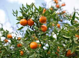 Eurosemillas raggiunge l’obiettivo di licenza della varietà Tang Gold in Italia