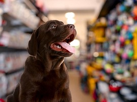 Pet food e pet care ancora in salita: il mercato vale 5,3 miliardi (+2,5%)