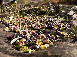 Carapelli sulla nuova annata olearia: per la variabilità climatica serve la flessibilità di filiera Carapelli sulla nuova annata olearia: per la variabilità climatica serve la flessibilità di filiera