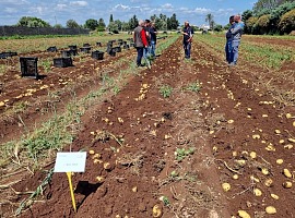 Patate novelle siciliane: al via la campagna 2026 di Romagnoli F.lli