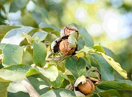 Con la Giornata della Noce 2026 è iniziata la raccolta delle Noci di Romagna Con la Giornata della Noce 2026 è iniziata la raccolta delle Noci di Romagna