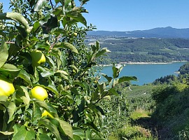 Torna “Raccontamela giusta!”, il concorso che avvicina le nuove generazioni al mondo agricolo Torna “Raccontamela giusta!”, il concorso che avvicina le nuove generazioni al mondo agricolo