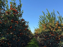 Mandarino Tang-Gold: per Op Kiwi Sole si chiude una campagna in linea con le attese