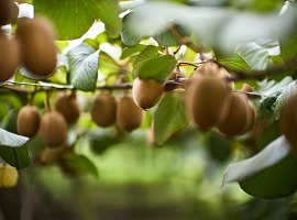 Zespri prevede una produzione di kiwi nell Zespri prevede una produzione di kiwi nell