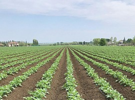 Selenella: sono positivi i risultati della campagna 2025-2026