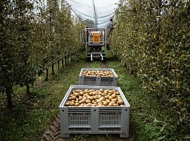 Op Kiwi Sole: la campagna pere 2026 è molto positiva sia per volumi sia per qualità Op Kiwi Sole: la campagna pere 2026 è molto positiva sia per volumi sia per qualità