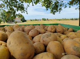 Borsa Patate di Bologna: carenze produttive e aumento dei costi faranno impennare i prezzi Borsa Patate di Bologna: carenze produttive e aumento dei costi faranno impennare i prezzi