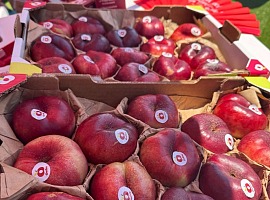 Ondine chiude una campagna 2026 positiva e rafforza il posizionamento premium delle nettarine piatte Ondine chiude una campagna 2026 positiva e rafforza il posizionamento premium delle nettarine piatte