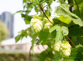 Carlsberg: mappatura del codice genetico del luppolo per proteggere il futuro della birra