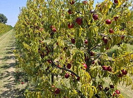 Apofruit chiede interventi strutturali per l’emergenza caldo e siccità da Nord a Sud