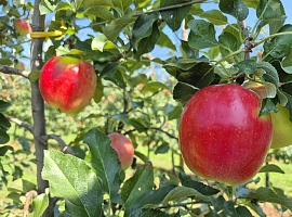 Sambóa: al via la campagna commerciale melicola 2026/2027 con una produzione in crescita Sambóa: al via la campagna commerciale melicola 2026/2027 con una produzione in crescita