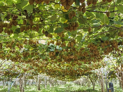 Zespri presenta i risultati del progetto Kvds per contrastare la morìa del kiwi