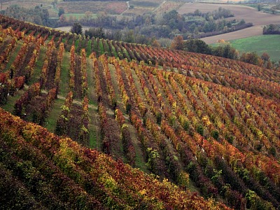 Ferraris Agricola: fatturato +6% e vendite di Ruchè +15% nel primo semestre 2026 Ferraris Agricola: fatturato +6% e vendite di Ruchè +15% nel primo semestre 2026