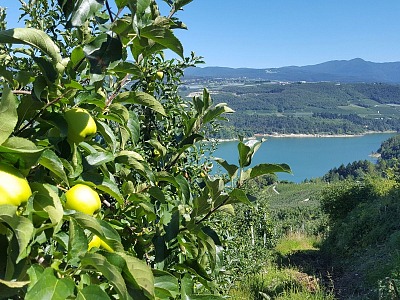 Torna “Raccontamela giusta!”, il concorso che avvicina le nuove generazioni al mondo agricolo Torna “Raccontamela giusta!”, il concorso che avvicina le nuove generazioni al mondo agricolo