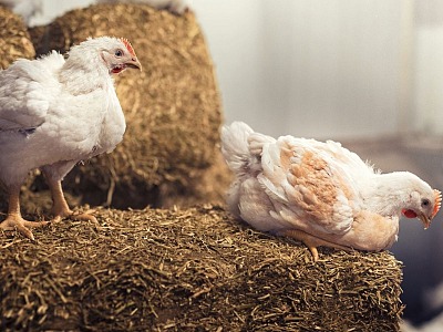 Eataly ottiene la conformità agli standard in allevamento dello European Chicken Commitment Eataly ottiene la conformità agli standard in allevamento dello European Chicken Commitment