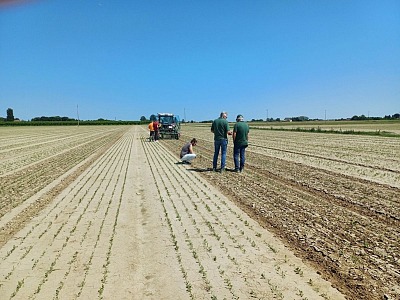 Innova.Orto: al via il progetto triennale per rendere l’orticoltura emiliana più sostenibile