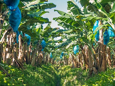 Fyffes punta a integrare l'agricoltura rigenerativa nelle coltivazioni di banane e ananas Fyffes punta a integrare l